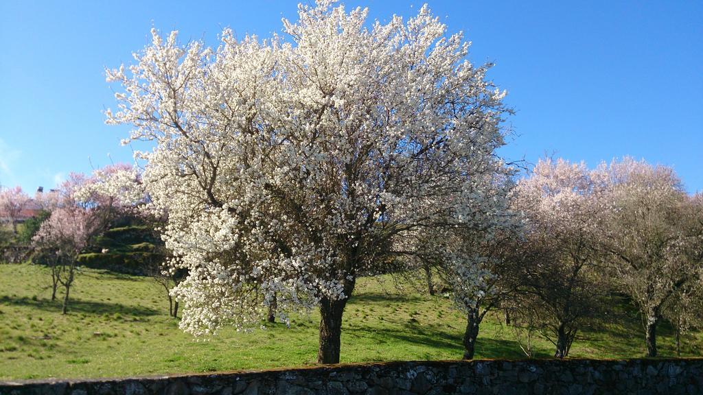 Flor Do Douro - Comercio E Hotelaria, Lda ميراندا دو دورو المظهر الخارجي الصورة